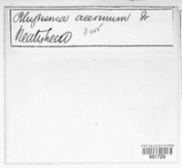 Rhytisma acerinum image